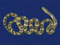 藏品(雨傘節)的圖片